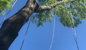 Southern Tree Removal