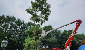 Frayed Knot Tree Services