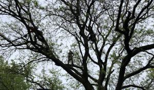 Paulo & Sons Tree Services