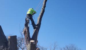 Mendez Tree Services