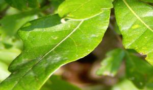 Tommy's Tree Service