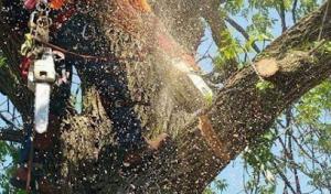 Andy's Tree & Landscape