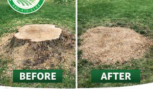 All season tree service