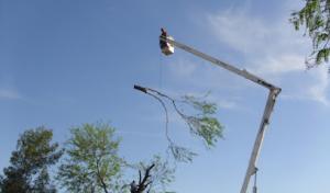 Tree Removal Phoenix