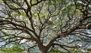 Kendall Landscape Services