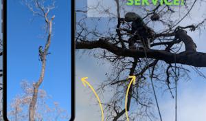 Squirrel Tree Service