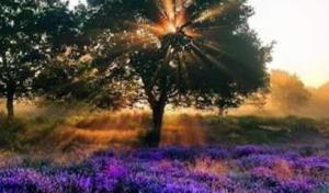 InstaCare Tree Service