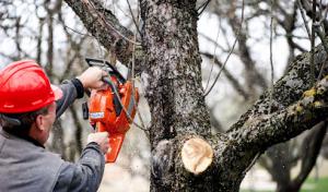 Smashey & Sons Tree Service