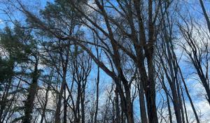 Red Oaks Tree Service