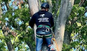 Nation Unlimited Tree Services