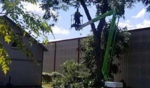 Lost Pines Tree Service