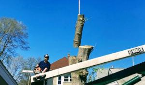 Top Priority Tree Service