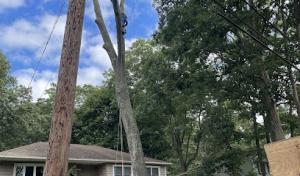 Cheap Peter Tree Service