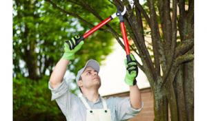 Year Round Yonkers Tree Removal Service