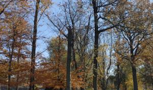 Supreme tree solutions