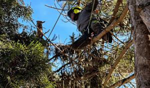 Tranquility Tree Care