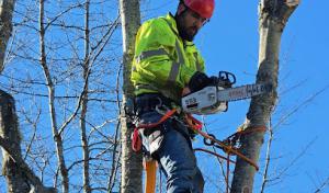 Dream Team Tree Services