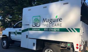 Maguire Tree Care