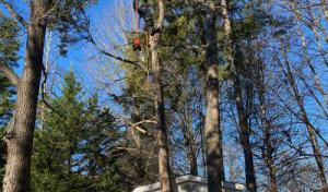 Walker's Tree Service