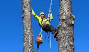 Mathey Tree Care