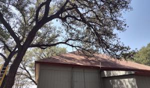 Shady Ash Tree Trimmers