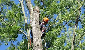 Columbia Tree & Lawn Service