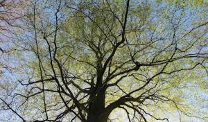 The Forestree Company