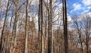 Evergreen Tree Experts