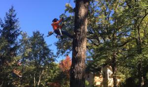 Felmar Tree Service