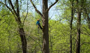 Yanez Tree Service Experts