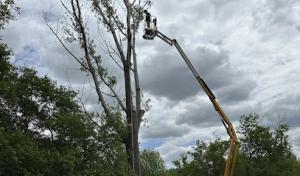 Forde Tree Service