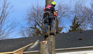 Tree Fell-ows & Stumps