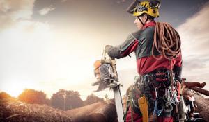 Andrew tree services