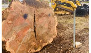 Paramount Tree Services