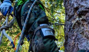 Arbor Services Northwest