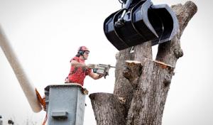 Tree Service Sarasota