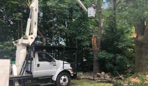 Cutterz Tree Removal Services