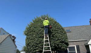 Benjamin Tree Services