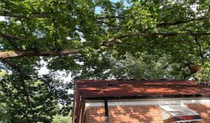 Ivan's Tree Services