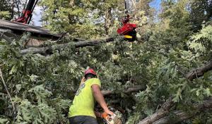 Patriot Tree Service