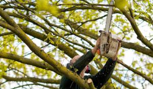 KD Tree Service Buffalo NY