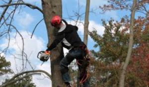 Orchard Park Tree Service