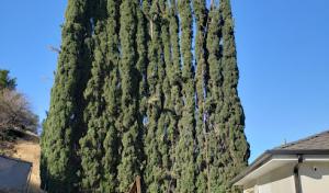 Granada Tree Service