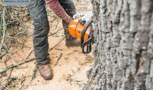 Minnesotas All Year Tree Care