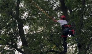 Michigander Tree & Outdoor Services