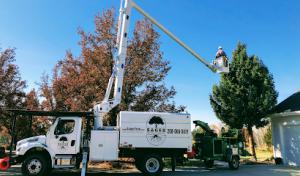 Sager Professional Tree Management