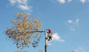 Takoma Tree Experts