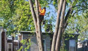 Leopard tree services