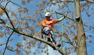 Sunnyvale Tree Service