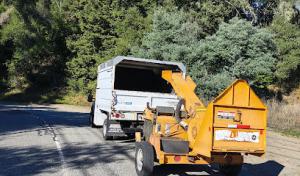 Silver Maple tree service